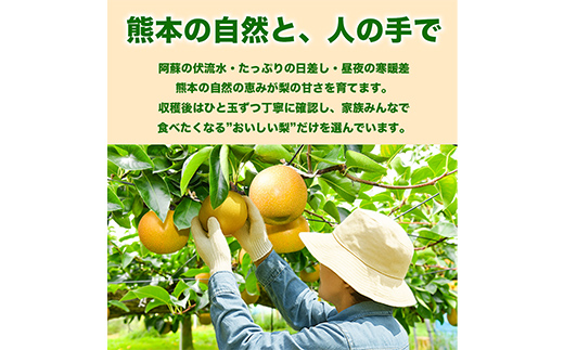 新高梨 1.8kg ナシ 梨 果物 くだもの フルーツ FKP9-733