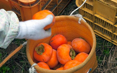 【R6年10月以降発送】刀根早生柿発祥の地・天理市のひらたねなし柿(L～3Lサイズ、28～36個)【配送不可地域：離島】【1070571】