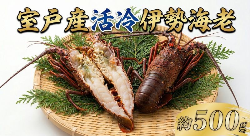 
                  室戸産活冷伊勢海老 約500g｜伊勢海老 伊勢エビ 伊勢 海老 エビ イセエビ 刺身 味噌汁 鍋 ボイル エビフライ アレンジ可 新鮮 海鮮 高知県 室戸市
                