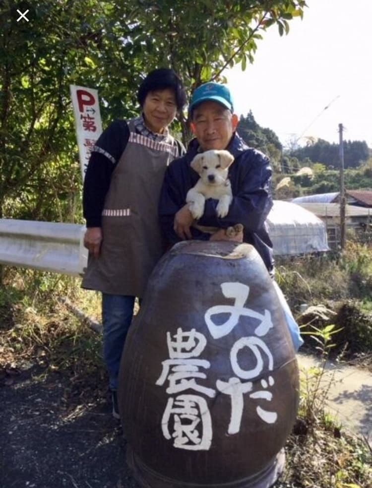 巨峰 きょほう 葡萄 ぶどう 約3kg 7～8房 【8月上旬～8月下旬発送予定】 みのだ観光農園 熊本県 宇城市産