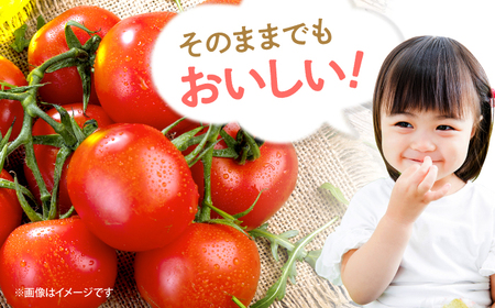 ミニトマト 約1kg（小分け6パック）＜ファゼンダ坂本＞[CGP001]