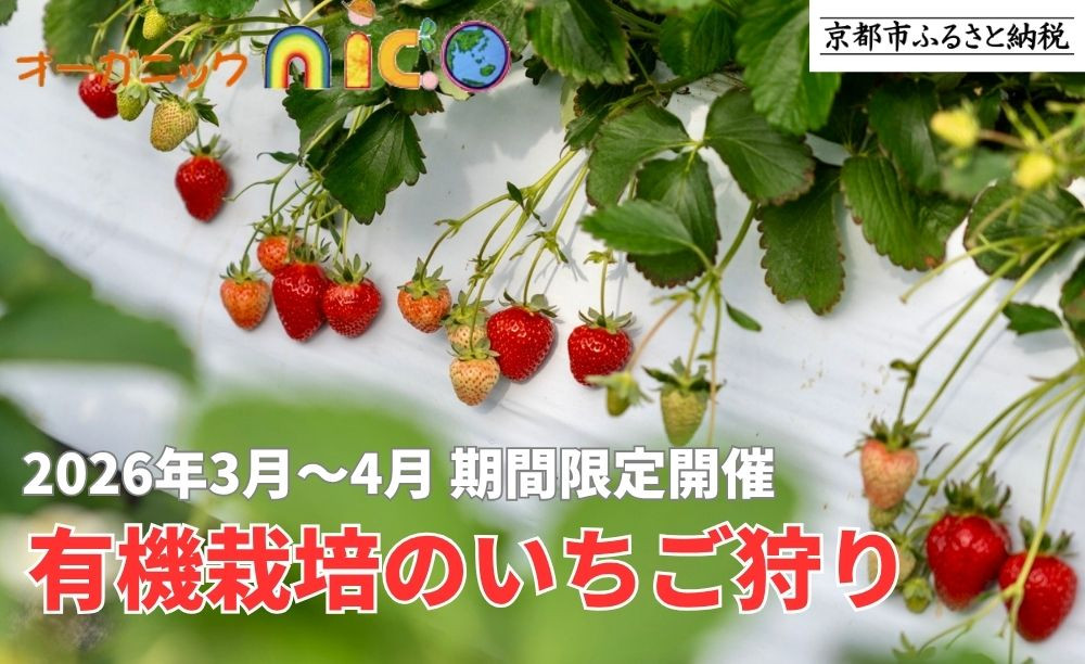 【オーガニックnico】有機栽培のいちご狩り1名分(2026年3月～4月開催)｜京都 大原野 いちご 食べ放題 人気 おすすめ [ 有機いちご 40分いちご狩り＋お土産付き 幼児は無料 人気 おすすめ 果物 フルーツ フルーツ狩り ふるさと納税 ]