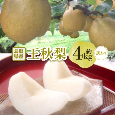 2025年発送【訳あり】王秋梨 4kg(4～13玉前後)【配送不可地域：離島・北海道・沖縄県】
