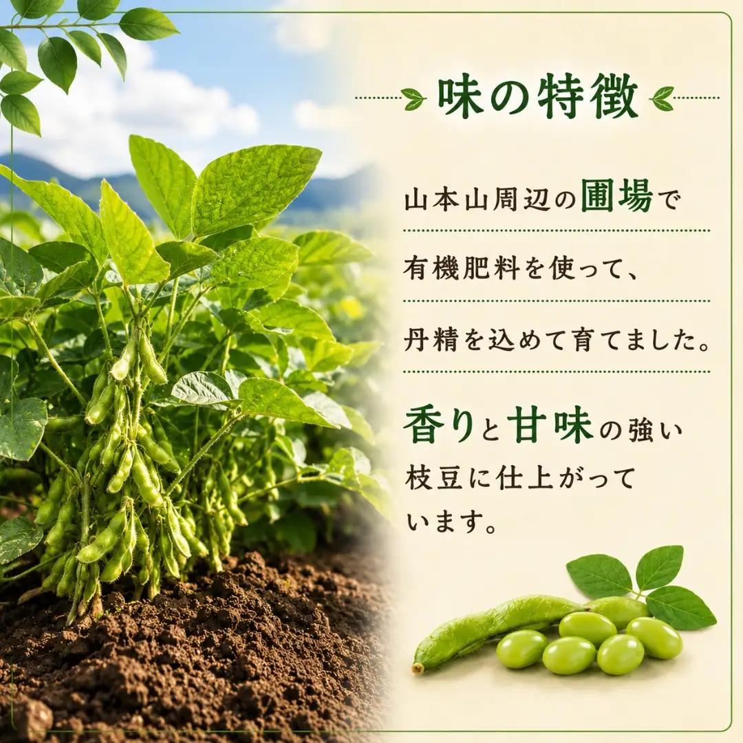小千谷産枝豆 約1.8kg 農園つなり| 枝豆 品種おまかせ