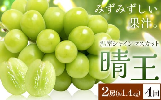 【2026年発送先行予約】シャインマスカット 温室 晴王 2房(合計約1.4kg) 4回お届け シャイン マスカット《2026年7月中旬-10月中旬頃出荷》晴レ乃青果　(岡山中央卸売市場店(富士紙工 