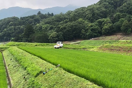米 令和5年 つぶら野米 コシヒカリ 八分搗き 3kg×2袋 計6kg / つぶら野米 / 山梨県 韮崎市 [20741631] こめ コメ お米 精米 こしひかり
