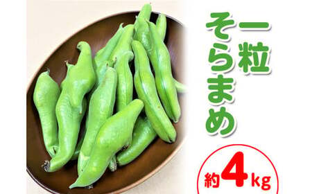 ＜先行予約！2026年5月上旬以降順次発送予定＞一粒そらまめ (約4kg)  まんのう町 特産品 香川県 生もの 国産 果物 フルーツ そらまめ ソラマメ そら豆 空豆 新鮮 冷蔵便 【man102】【Aglio nero】