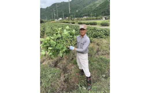 【2026年10月以降発送】うわっ！ビックリする大きさと味の濃さ！黒枝豆 250g入り×4袋を箱入りで　プレミアム枝豆 期間限定 黒枝豆 えだまめ エダマメ お取り寄せグルメ 高級 特産品 名産品 おつまみ おうち居酒屋