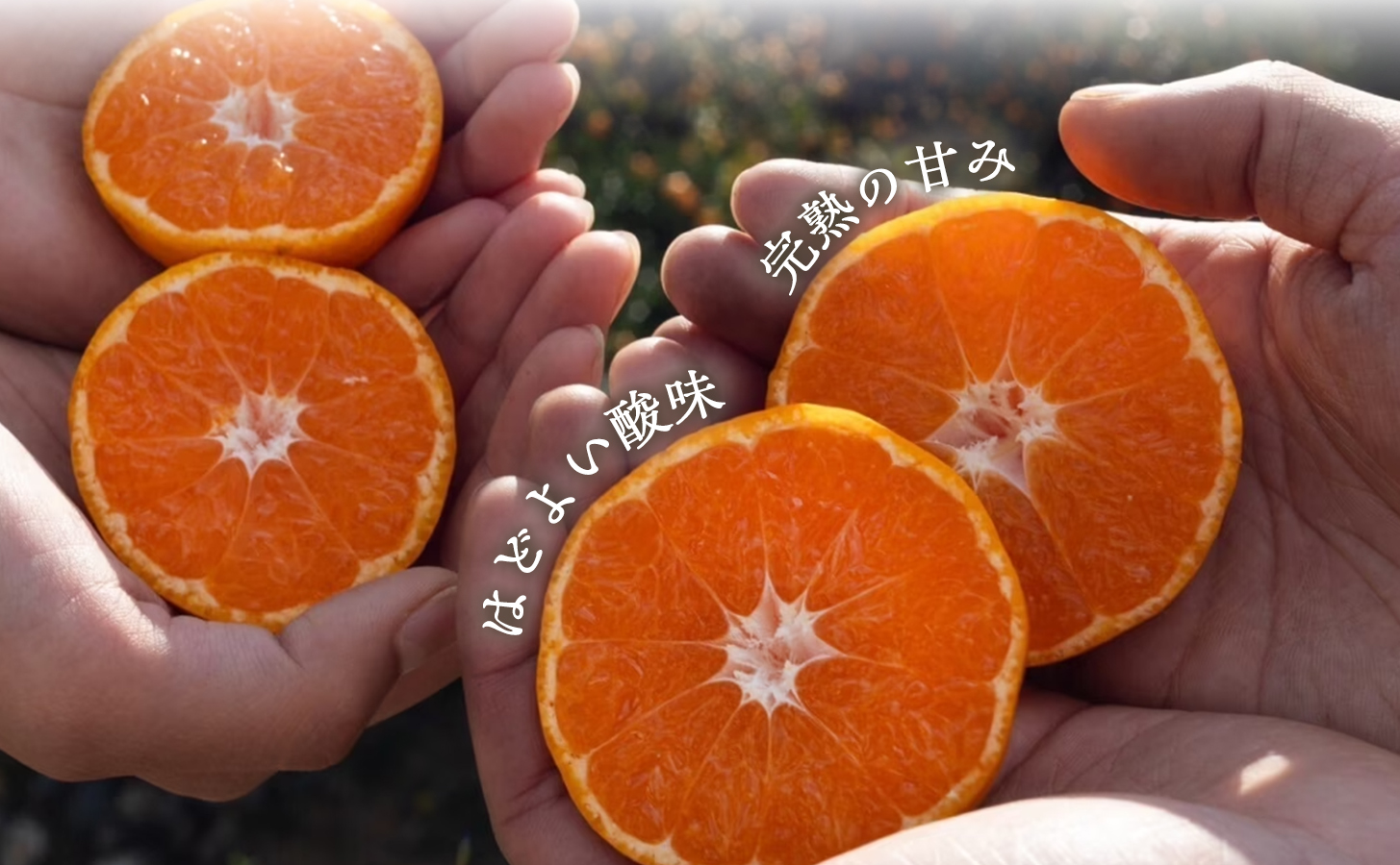 【砂糖・保存料・甘味料すべて不使用】愛媛みかんジュース「天凪」　720ml　4本【E98-2】【1711050】 YWTBU002