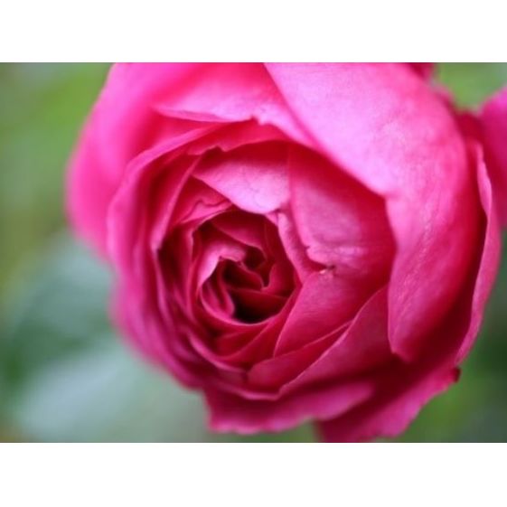【Apple Roses】バラ苗『マイスタージンガー』大苗6号ポット植え 花 薔薇 ばら お花  HNNH001_イメージ3