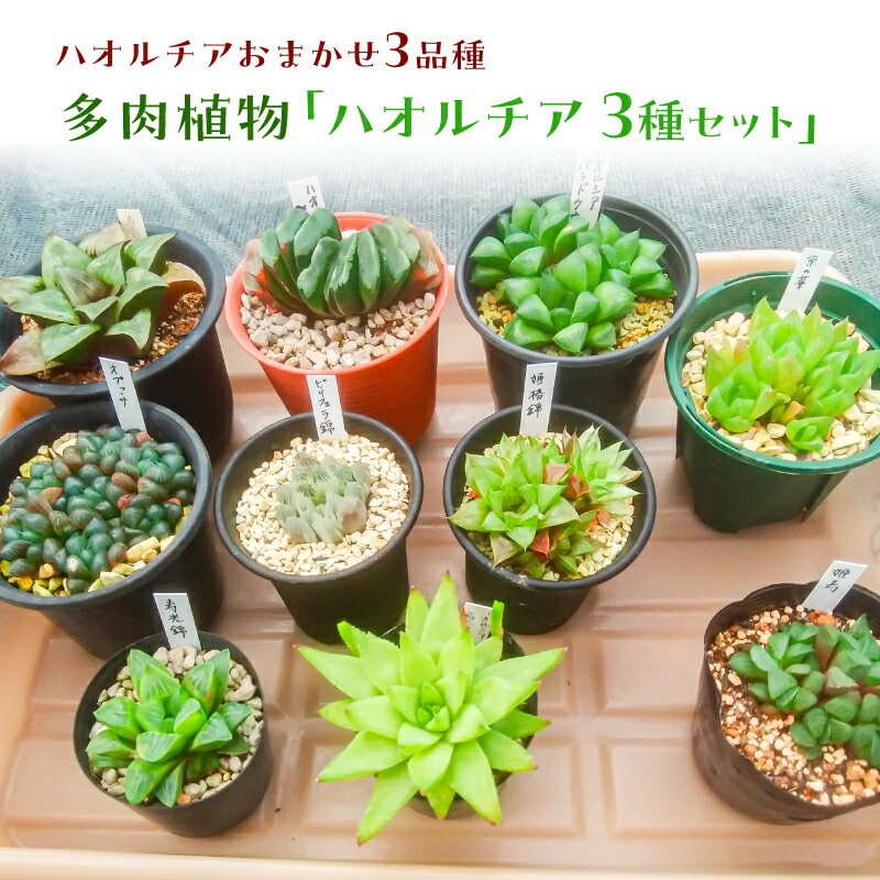 【ふるさと納税】多肉植物「ハオルチア 3種セット」 千葉県 南房総市 ハオルチア 陰性植物 ひとつの鉢 リラックス効果 初心者向け 育てやすい 観葉植物 セット 小さい 鉢植え 癒し おまかせ 自然 みどり 送料無料