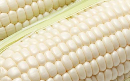 ＜2026年8月下旬よりお届け＞【朝採り】北海道壮瞥産 白いとうもろこし「雪の妖精」Lサイズ12本(約4kg) SBTQ001