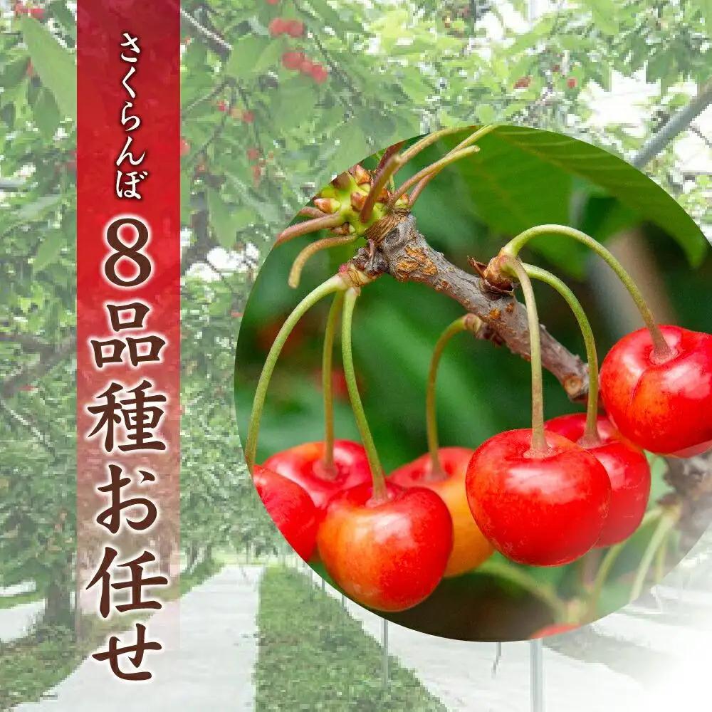【先行予約】農家直送！ 品種お任せ  Lサイズ バラ詰め1kg（500g×2）（2026年6月末から）水澤果樹園 | さくらんぼ さくらんぼ_01179