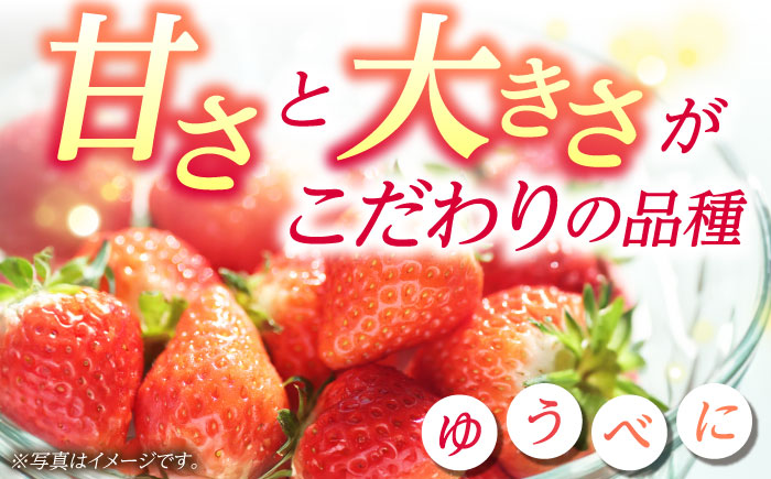 【先行予約】【3回定期便】大粒いちご L～2L ゆうべに 2kg（8pc）【熊本ベリー】 フルーツ 果物 くだもの いちご イチゴ 苺 ゆうべに 大粒いちご 国産 熊本県産 九州産  [ZER005]