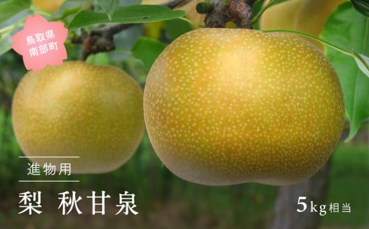 【YA04】秋甘泉［梨］（進物用5kg箱）2025年9月出荷予定＜数量限定＞