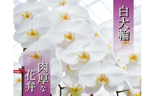 【鴻巣花き市場品評会で最高賞受賞】白大輪コチョウラン5本立て　２０２６年度受付