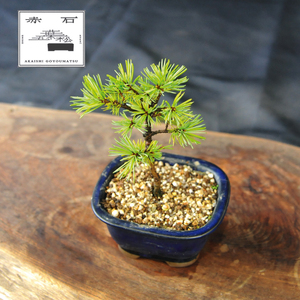 赤石の泉 赤石五葉松（鉢植え） F-152