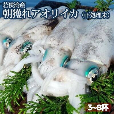 【ふるさと納税】アオリイカ 朝どれ 3～8杯 セット 秋限定 魚介類 海鮮 若狭町 福井県 新鮮　お届け：2026年10月上旬～11月下旬※漁獲状況によって出荷期間が前後する場合がございます。