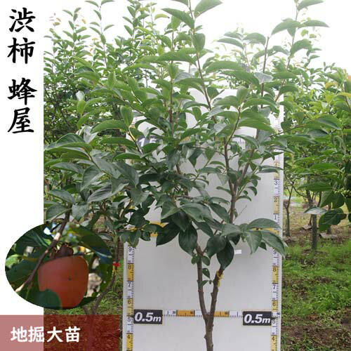 【ふるさと納税】大苗◇カキ（渋柿） 蜂屋（はちや）[地掘苗]《果樹 果樹苗 柿 かき 落葉樹 苗木》 ※2025年11月中旬～2026年3月末頃 ※北海道・沖縄・離島への配送不可