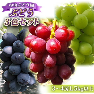 【ふるさと納税】【2026年先行予約】ぶどう おまかせ3種 食べ比べ （ナガノパープルまたはシャインマスカット含む3種）1.5kg 以上（3〜4房）詰め合わせ 信州直送 | 長野県産 ブドウ 種なし 葡萄 | 令和8年9月中旬～10月中旬頃順次発送予定 | 長野県 生坂村 [中山ぶどう園]