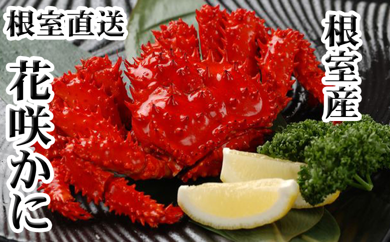 【北海道根室産】花咲かに400g前後～500g前後×4尾 C-30031
