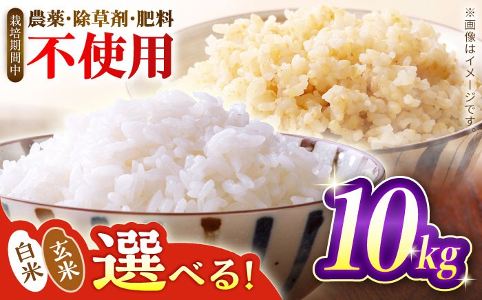 
            【選べる白米or玄米】つばくろ米 10kg 米 白米 精米 こめ コメ お米 おこめ ご飯 ごはん 送料無料 R7 数量 限定 数量限定 ギフト 白飯 玄米飯 ふるさと納税 玄米 国産 岐阜県産 白川町  / 黒川つばくろ農園 [AWCB002]
          