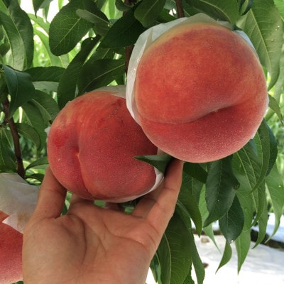 【強い甘みの大玉硬質桃 なつっこ】本場山梨の品種指定約2kg　7月中旬より順次発送【配送不可地域：離島・北海道・沖縄県・中国・四国・九州】