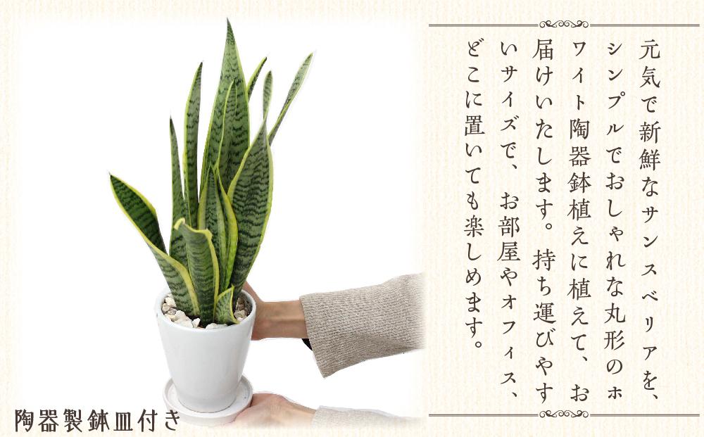 【観葉植物】サンスベリア 5号 ホワイト陶器鉢 丸ロング 高さ：約35cm～50cm内外(鉢底より) ｜観葉植物 インテリア 部屋 おしゃれ 福岡県筑前町 送料無料