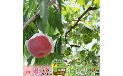 ＜2025年発送分先行予約＞厳選！2回定期便 桃2kg シャインマスカット1kｇ山梨県南アルプス市産 ALPBV011