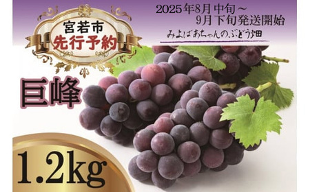 M27-2【8月中旬～9月下旬順次発送】みよばあちゃんのぶどう畑直送！【露地栽培の巨峰約1.2kg】