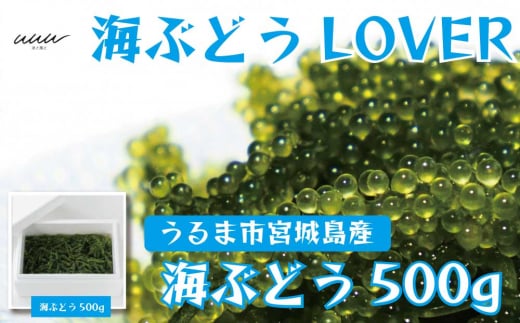 海ぶどうLover　500gパック【2026年4月より順次発送】