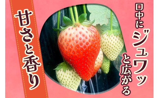  [12月中旬より順次発送予定] 朝摘みとちあいか 1120g (280g×4パック)｜いちご イチゴ 苺 フルーツ 果物 産地直送 矢板市産 栃木県産 先行予約 