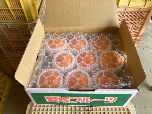 【2026年3月発送予定】愛果48号 2kg L～2Lサイズ 農園直送 みかん 愛媛 人気 数量限定 先行予約 柑橘 伊予市｜B169