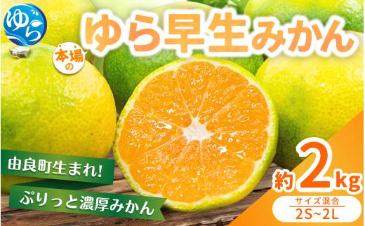 【先行予約】ゆら早生みかん 約2kg ※2025年10月中旬～10月下旬順次発送農家直送 / くだもの  果実  柑橘 果物 フルーツ 国産 和歌山県 由良町 人気 おすすめ 【nktn017】
