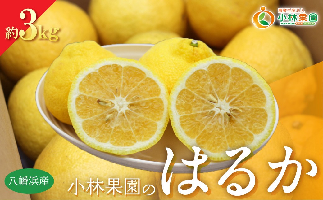 
                  【先行受付】小林果園のはるか(約3kg)【24-45】ふるさと納税 みかん ミカン  柑橘 柑橘類 フルーツ 果物 はるか くだもの 人気 美味しい 愛媛県 八幡浜 YWTAD036
                