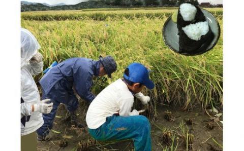 先行予約 【新米】 ハツシモ「ふるさと物語」 10kg 新米