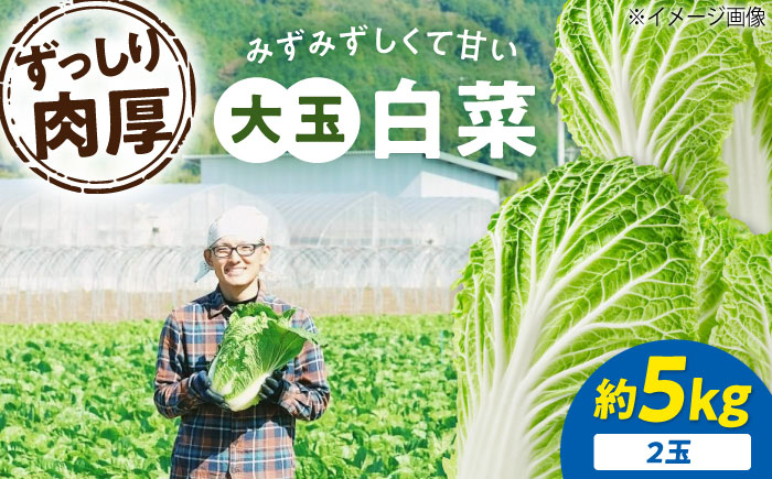 【先行予約】　【11月下旬から順次発送】 白菜 3Lサイズ×2玉（約5kg）　はくさい ハクサイ 旬　野菜 国産 新鮮 愛媛県大洲市/ふじた農園 [AGDH007]