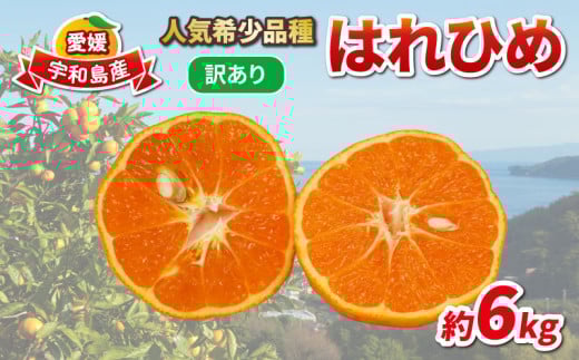 訳あり はれひめ 約6kg 協徳ガーデン 先行予約 予約受付 訳アリ わけあり 瀬戸の晴れ姫 晴姫 蜜柑 mikan 愛媛みかん 愛媛ミカン 愛媛蜜柑 果物 くだもの 柑橘 フルーツ 希少 品種 数量限定 産地直送 農家直送 国産 愛媛 宇和島 B010-178004