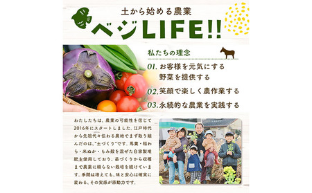 野菜 旬の野菜セット Mサイズ 約8～9種