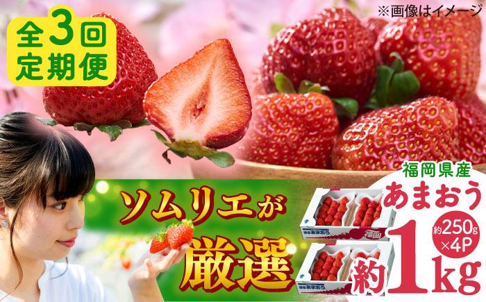 【全3回定期便】福岡産 冬あまおう 250g×4P 吉富町/南国フルーツ株式会社 [BGAG042] いちご 苺 果物 くだもの フルーツ 甘い 福岡県 定期