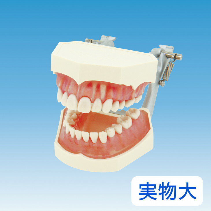 【ふるさと納税】歯の模型 歯磨き指導用 実物大モデル（歯着脱可）《歯 模型 歯列模型 歯模型 顎模型 歯医者使用 教材》※着日指定不可☆月間MVPふるさと納税賞 第1号（2020年10月）・SDGs未来都市亀岡