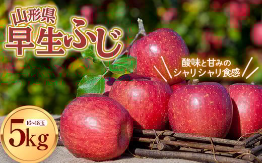 【先行予約 2025年度発送】山形県産 早生ふじ りんご 約5kg  リンゴ 林檎 デザート フルーツ 果物 くだもの 果実 食品 山形県 FSY-0804