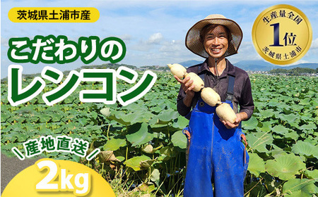 こだわりのレンコン2kg | ギフト 産地直送 茨城県 土浦市産 れんこん 蓮根 シャキシャキ 甘み 送料無料 ※2026年9月～発送