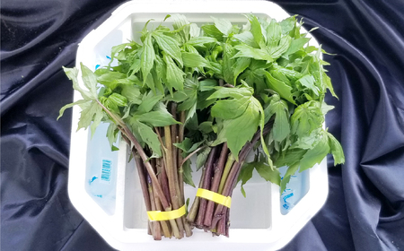 しどけ 天然 訳あり 品 250g×2束 計500g 岩手県 遠野市 産 シドケ 山菜 田村りんご店 期間限定 数量限定 【 先行予約 2026年5月上旬発送】