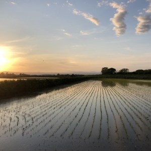 北海道産ゆめぴりか 栽培期間中農薬・化学肥料不使用 玄米5kg×2袋【1382871】