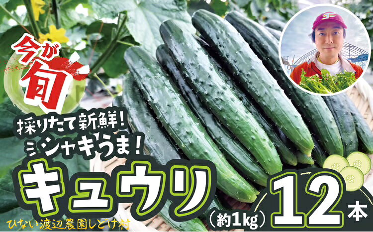 【ふるさと納税】【選べる内容量！】キュウリ 採りたてシャキ旨！ 12・24・36本 【30P3225・60P3231・90P3211】【ひない渡辺農園しどけ村】