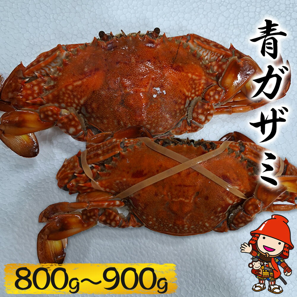 【ふるさと納税】大分県中津産 青ガザミ ( 800g ～ 900g ) | 海産物 海鮮 塩ゆで 蟹 カニ 大分県産 九州産 中津市 国産 送料無料