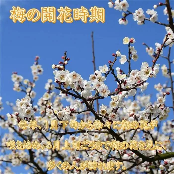 梅干し【農林水産大臣賞受賞】はちみつ梅1.5kg　塩分約8％ 梅干し 印南町【MN2】