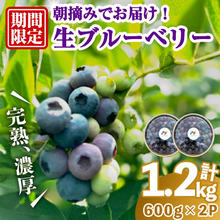 【ふるさと納税】完熟、濃厚生ブルーベリー1.2kg ブルーベリー 果物 フルーツ 青果物 クール便 スムージー ヨーグルト おやつ 【奥久慈 まほろばの郷 ふれあい農園】【ho1526】
