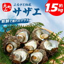 【ふるさと納税】OM-08 サザエ　約1.5kg さざえ 獲れたて 新鮮 鳥取県 鳥取県産 大山町 大山 お土産 返礼品 国産 高級 高級品 お取り寄せ ご当地